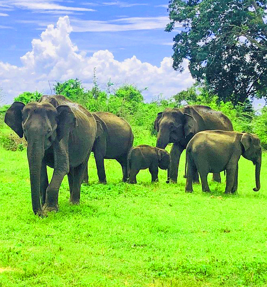 Wildlife Tours